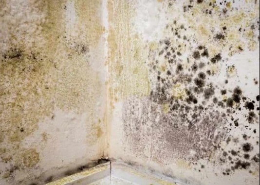 Black mould on a wall